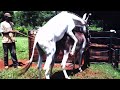 Super horse meeting||Animal mate||Preparing hybrid