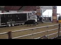 Stock Dog Low-Stress Cattle Handling NILE 2015