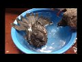 A bunch of birds is having an enjoyable bath.