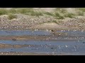 Migratory Shorebirds.    Robbins Island Tasmania