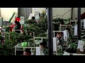 How to Grow Roses and other Flowers in a GreenHouse - for Export - TvAgro por Juan Gonzalo Angel