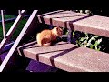 You Wouldn’t Believe How Cute This Kitten Meows on the Stairs Outside! #cat #catlover #animal #viral