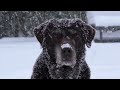 #зима#настроение#собаки ❄Зимнее настроение