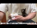 生まれて初めて動物病院で注射をされた子猫が想定外のとんでもない事になりました…