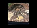 Ultimate compilation of my tarantula!