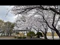 벚꽃 cherry blossom 桜