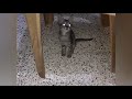 Funny cat videos Cute funny kitten video