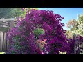 #13 TRỒNG HOA GIẤY ( BOUGAINVILLEA) XỨ LẠNH