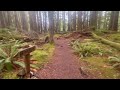 The ancient forest trail is a great alternative to the Hoh rain forest in Olympic National Park.