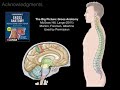 Anatomy of a Cervical x-ray