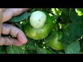 Como Cultivar Tomates con Éxito | Trucos y Recomendaciones || El Huerto de Silverio