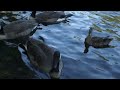 Feeding ducks with the kids