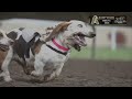 Bruce makes his racing debut at the Canterbury Park Basset Races 2023