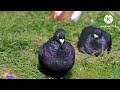 🔥ENJOY THE SINGING OF PIGEONS, DUCKS, PARAKEETS🦜DISFRUTA EL CANTO DE PALOMAS, PATOS Y PERIQUITOS