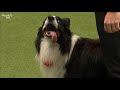 The Greatest Chowman! Epic Heelwork To Music Performance | Crufts 2019