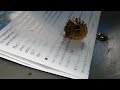 Australian Paper Wasps brand new nest
