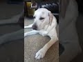 Dog chokes on dog bone