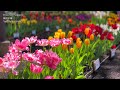 🇯🇵4K Yokohama Flower Spring Fair よこはま花と緑のスプリングフェア 横浜ガーデンネックレス 花フェア Garden 横浜観光  山下公園 赤レンガ倉庫  Japan