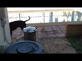 Cooper & Chaos playing. A few months back. Excuse the dirty background not my yard.