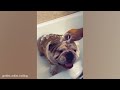 Funny Dogs who Don't Want to Take A Bath 😂 Funny Animals Videos