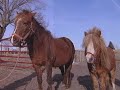 Horses: Close Up and Very Personal