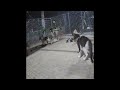So Funny! Funniest Cats and Dogs 😆❤️ New Funny Catss 2024 😍