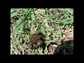 The important role of the humble Dung Beetle in natural ecosystems