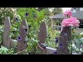 Weekly Garden Tour - Entrance & Artists Garden - Flower Patch