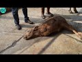 Phát hiện chú bò 2 chân biết đi đầu tiên ở Việt Nam - ĐỘC LẠ BÌNH DƯƠNG