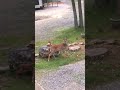 Fawn following mom