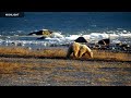 Tundra Buggy Lodge North - Polar Bears International | Highlights 2023
