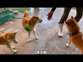 なんと犬猿の仲だと忘れるくらいの出来事がありました！柴犬ゆずと黒柴りんご