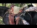 How to Saddle and Unsaddle a Mule With an Improved Riding Saddle