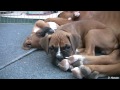 Sleepy 6 Week Old Boxer Puppies