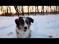 Dogs Reacting to First Snow - Try Not To Laugh