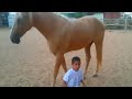 wild horse creates a gentle and soft connection with a 4-year-old child with Williams syndrome.