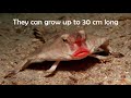 Red Lipped Batfish fun facts | Red lipped Batfish information