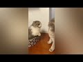 Hilarious Cats & Dogs 2024: Best Funny Animal Moments Compilation | Funny Pets Vlogs Part 8
