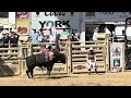 Prescott Rodeo - July 7, 2024