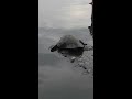 Turtles of Ostional