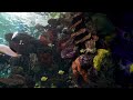 Dream AQUARIUM 4K Underwater Sounds NO Music NO Ads - Fish Tank Sounds for Sleep