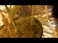 how to increase your yield by 50% or more part 2 follow up vid somango