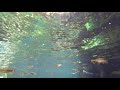 swimming at Gran cenote with fish and turtles freshwater