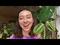 MARANTA PLANT CARE + PROPAGATION | prayer plant tips