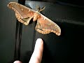 Big moth on my door