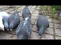 Happy Hungry Pigeons