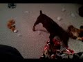 Doberman Pinscher Puppy - Blanket Thief