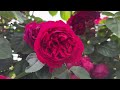 【4K】京成バラ園（千葉県）2024年5月21日  May 21,2024　Keisei Rose Garden(Ciba)