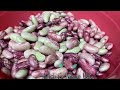 Harvesting Dwarf French Beans || ফরাশ বিচি সংরক্ষণ Shakher Bagan Uk Part 7