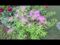 Ponpon Çiçeği (Calliandra), Yeni Aldığım Lila Ada Begonvili ve Kokulu Güller